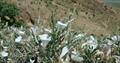 Convolvulus acanthocladus